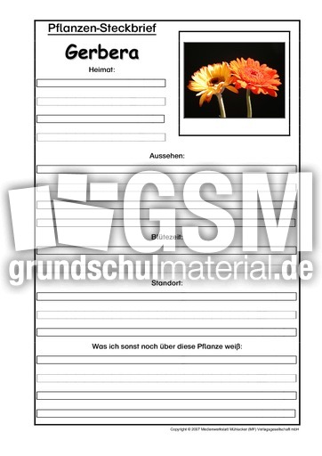 Pflanzensteckbrief-Gerbera.pdf